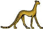 cheetah.gif (2806 bytes)