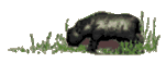 hippo.gif (2322 bytes)