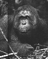 orang-1.jpg (149470 bytes)
