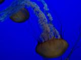 [Photo of sea nettles]