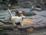 [Photo of polar bear]