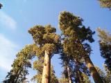 [Photo of Mariposa Grove]